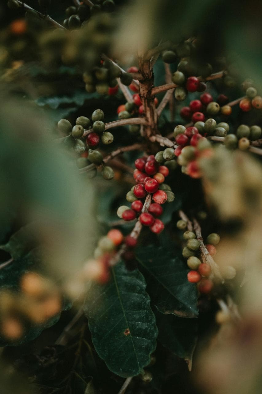 Kakao (Cocoa Beans)